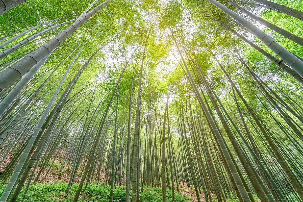 解落三秋叶，能开二月花。 过江千尺浪，入竹万竿斜。是什么意思