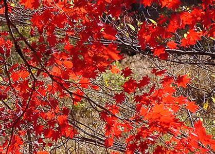 王士祯的诗句“几行红叶树，无数夕阳山。”是什么意思？