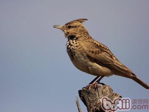 百灵鸟的特点？