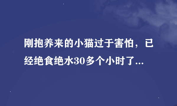 刚抱养来的小猫过于害怕，已经绝食绝水30多个小时了，怎么办？