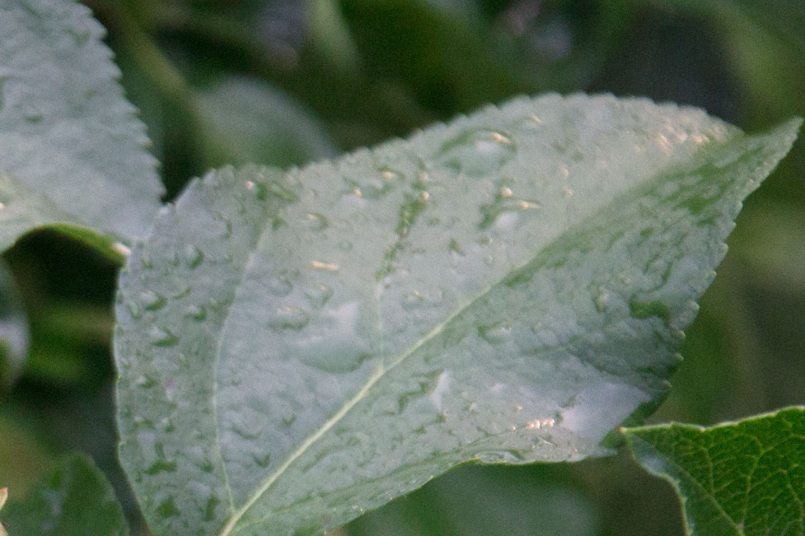 果树促花用什么叶面肥好？