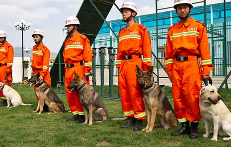 汶川地震唯一在世的搜救犬14岁了，它的现状如何？