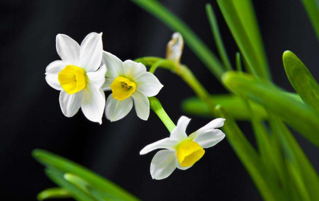 水仙花的介绍