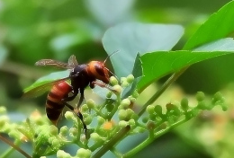 胡蜂是什么