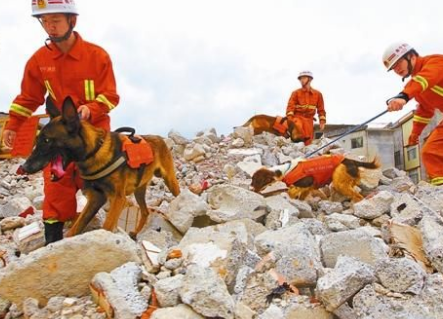 汶川地震唯一在世的搜救犬14岁了，它的现状如何？