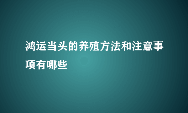 鸿运当头的养殖方法和注意事项有哪些