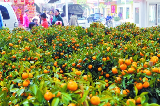 深圳花卉批发市场在哪？