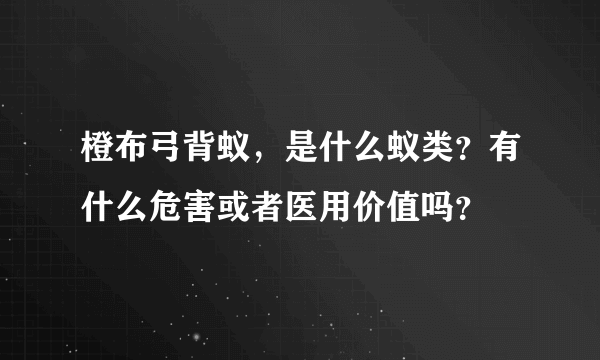 橙布弓背蚁，是什么蚁类？有什么危害或者医用价值吗？