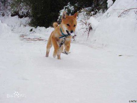 抖音上那只微笑的柴犬是日本柴犬北登吗