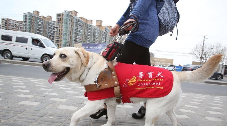 导盲犬从出生到毕业十分艰难，该如何让大家更好地接纳导盲犬？