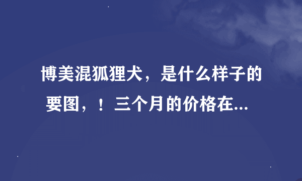 博美混狐狸犬，是什么样子的 要图，！三个月的价格在多少左右！