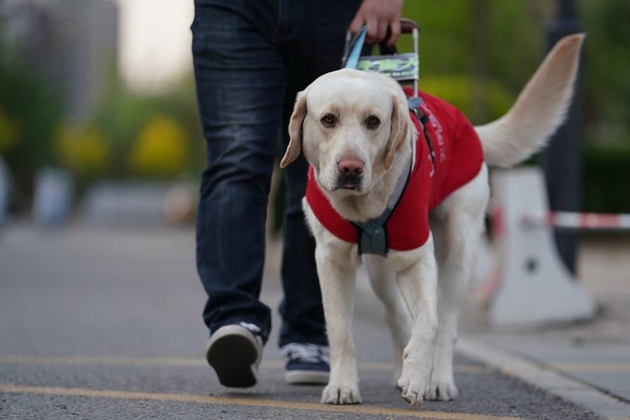 导盲犬从出生到毕业十分艰难，该如何让大家更好地接纳导盲犬？