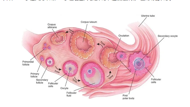 求解不排卵是什么原因，该怎么治疗？