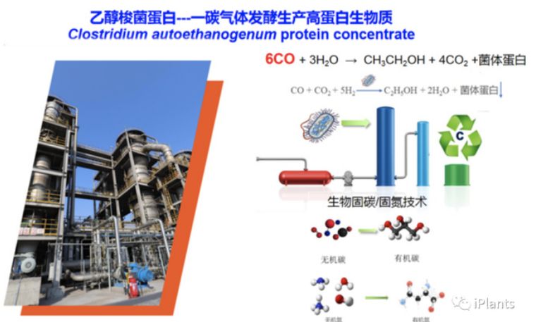 我国首次实现从一氧化碳到蛋白质的合成，这种蛋白质的营养如何？