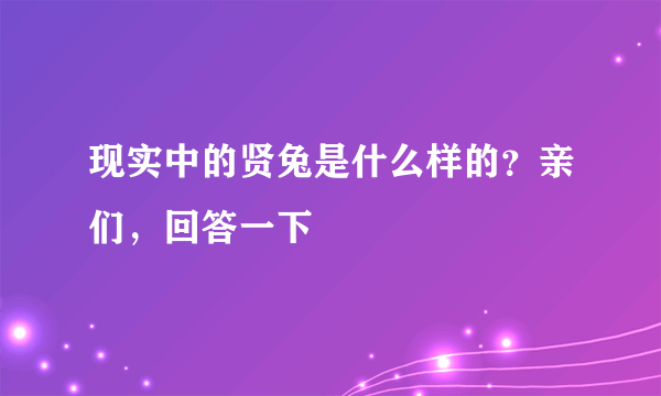 现实中的贤兔是什么样的？亲们，回答一下