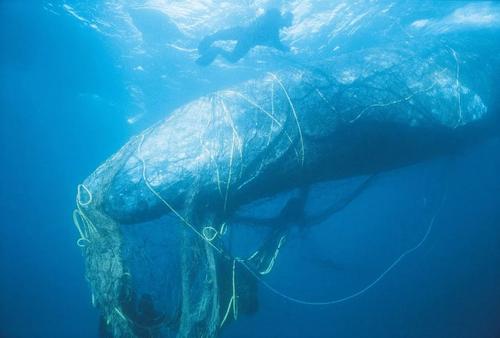 请谈一谈保护海洋的重要性.