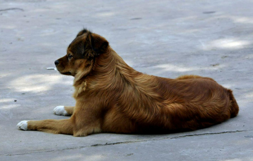 四川一金毛犬被人持棍棒当街打死，这种做法是否太残忍？