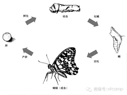 什么叫变态发育。