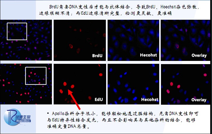 EdU 标记 细胞增殖检测原理 是怎么样的？