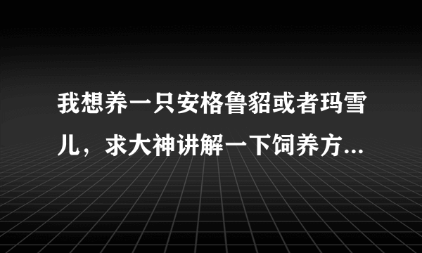 我想养一只安格鲁貂或者玛雪儿，求大神讲解一下饲养方法以及饲养经验