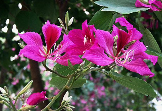 香港的市花是什么？