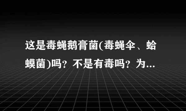 这是毒蝇鹅膏菌(毒蝇伞、蛤蟆菌)吗？不是有毒吗？为什么在欧美地区食用广泛?