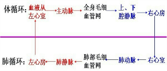 如图是血液循环中心脏部分血管的示意图