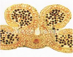 百合成熟花药横切简图