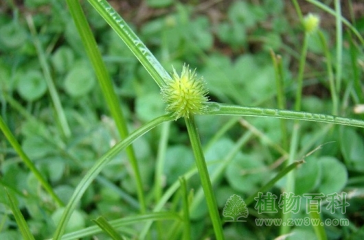 三棱草的药用价值