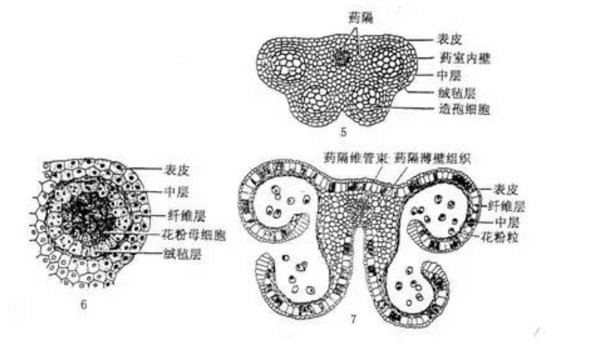 百合成熟花药横切简图