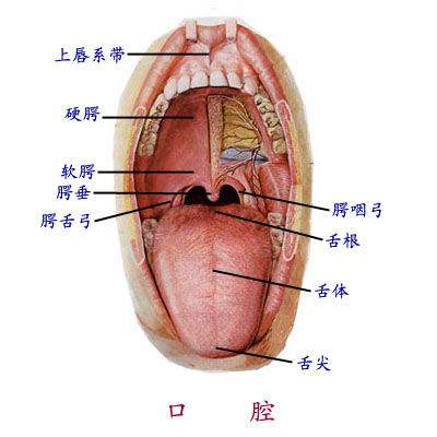 正常人的舌头图片