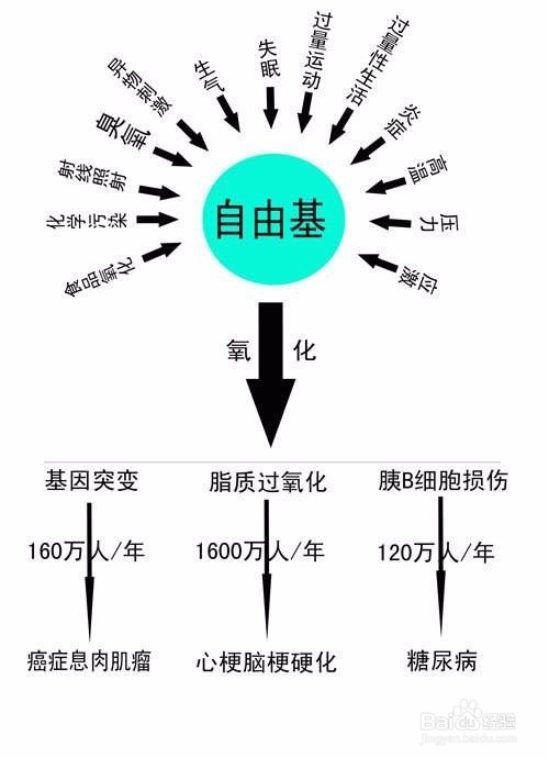 为什么说自由基是衰老的根源?